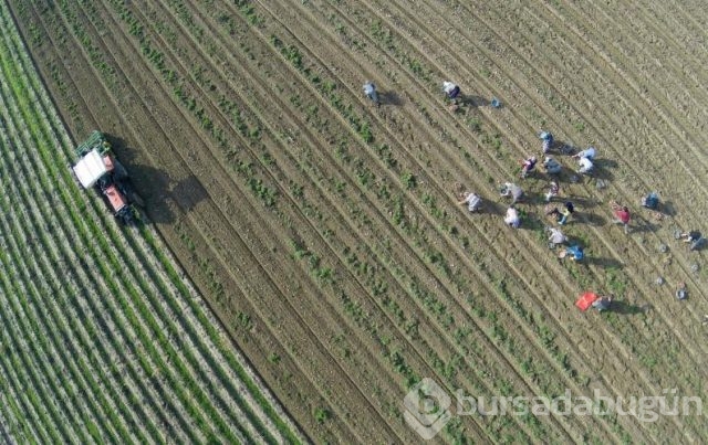Patatesin fiyatı ucuzladı