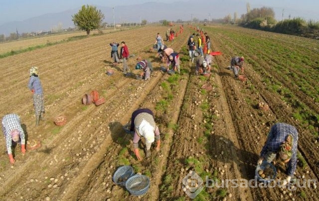 Patatesin fiyatı ucuzladı