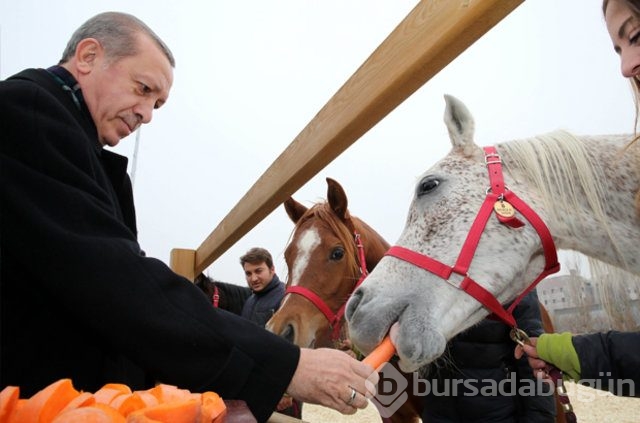 Erdoğan atları elleriyle besledi