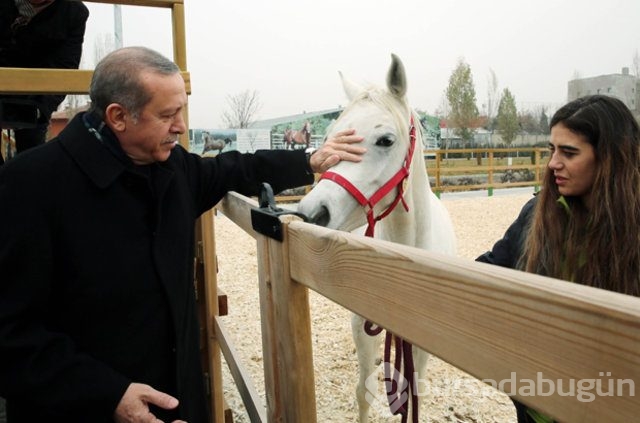 Erdoğan atları elleriyle besledi