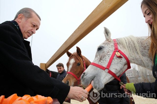 Erdoğan atları elleriyle besledi