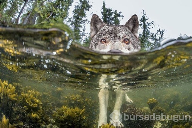 National Geographic en iyileri seçti	