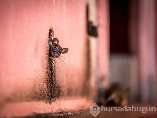 National Geographic en iyileri seçti	