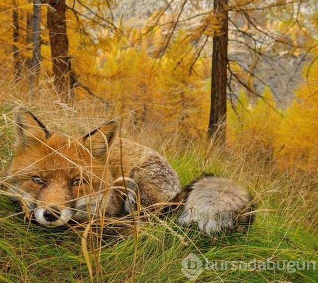 National Geographic en iyileri seçti	