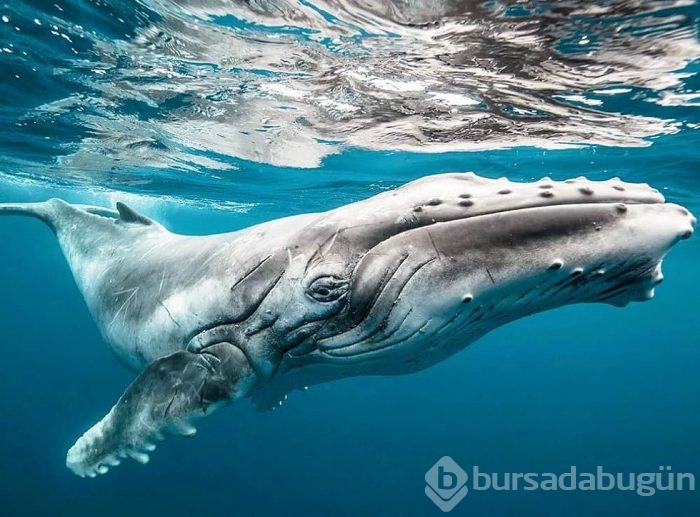 2015'in en iyi fotoğrafları