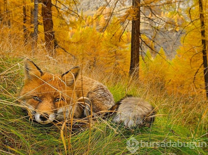 2015'in en iyi fotoğrafları