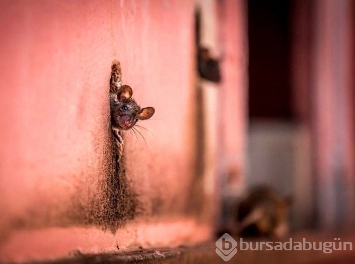 2015'in en iyi fotoğrafları