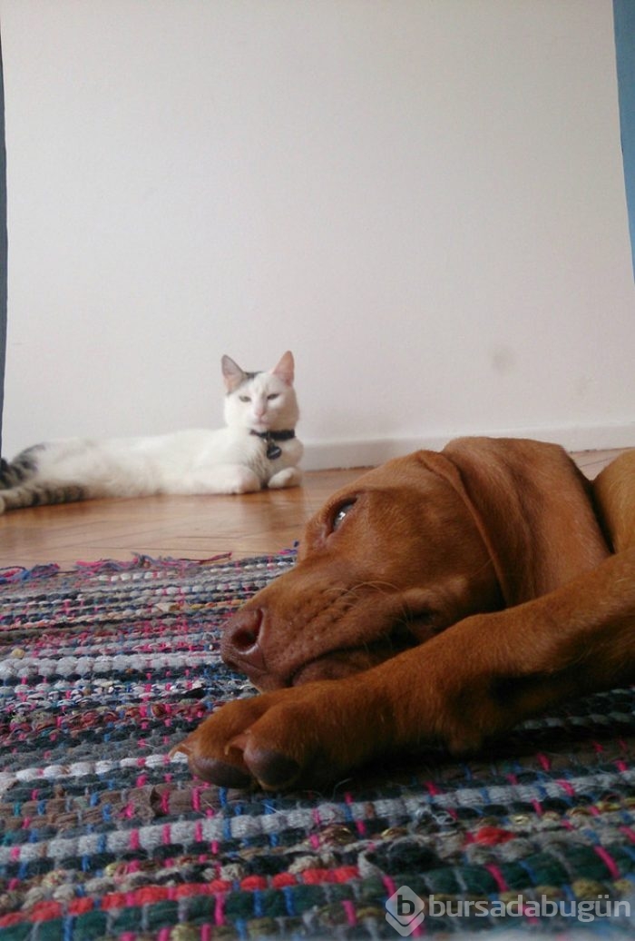 Fotoğrafa alınmayınca...
