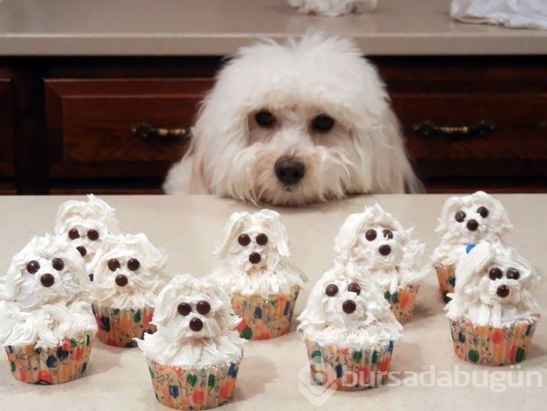 'Yeme de yanında yat' türünden 24 cupcake