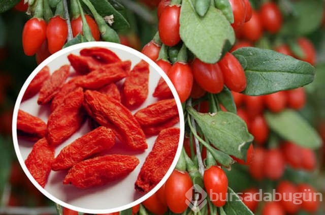 Kurt üzümünün faydaları