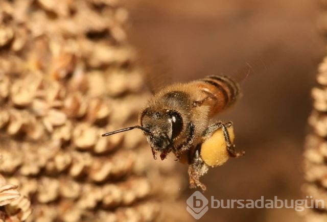 Dünyanın en güçlü antioksidan kaynağı: Propolis