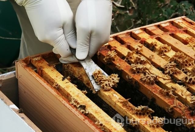 Dünyanın en güçlü antioksidan kaynağı: Propolis