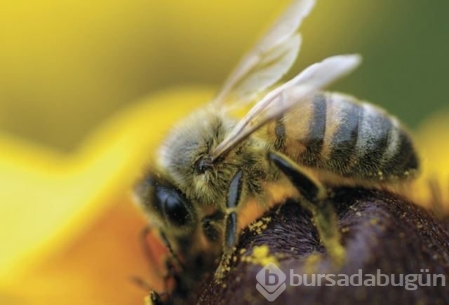 Dünyanın en güçlü antioksidan kaynağı: Propolis