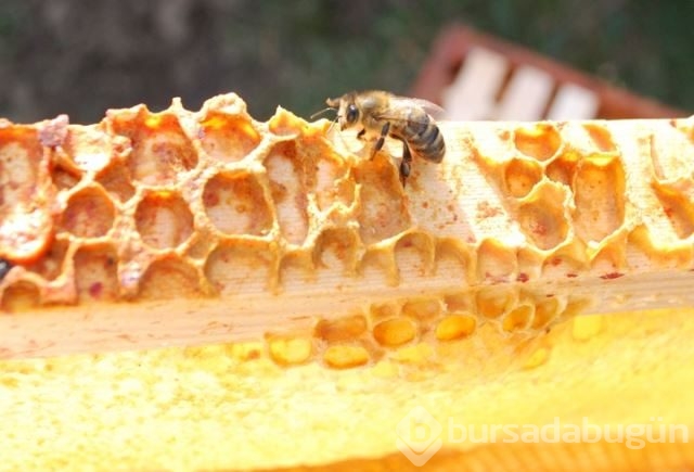 Dünyanın en güçlü antioksidan kaynağı: Propolis