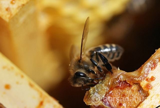 Dünyanın en güçlü antioksidan kaynağı: Propolis