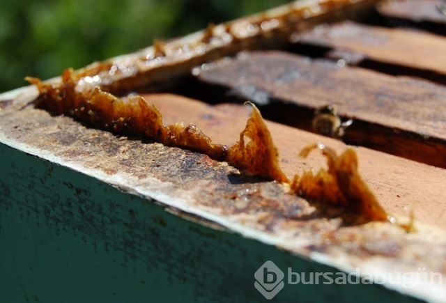 Dünyanın en güçlü antioksidan kaynağı: Propolis