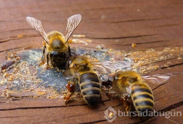Dünyanın en güçlü antioksidan kaynağı: Propolis