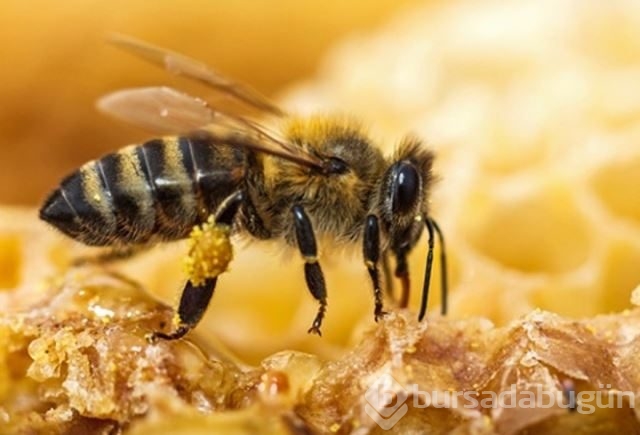 Dünyanın en güçlü antioksidan kaynağı: Propolis