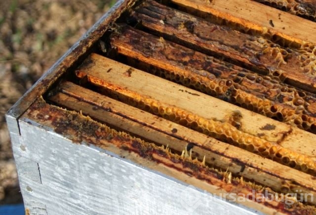 Dünyanın en güçlü antioksidan kaynağı: Propolis
