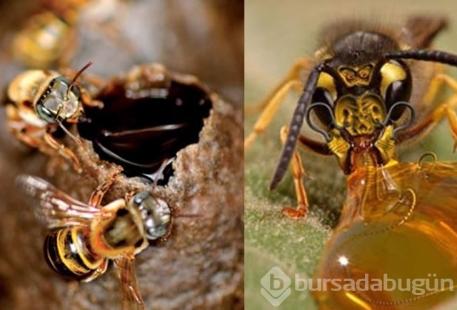 Dünyanın en güçlü antioksidan kaynağı: Propolis