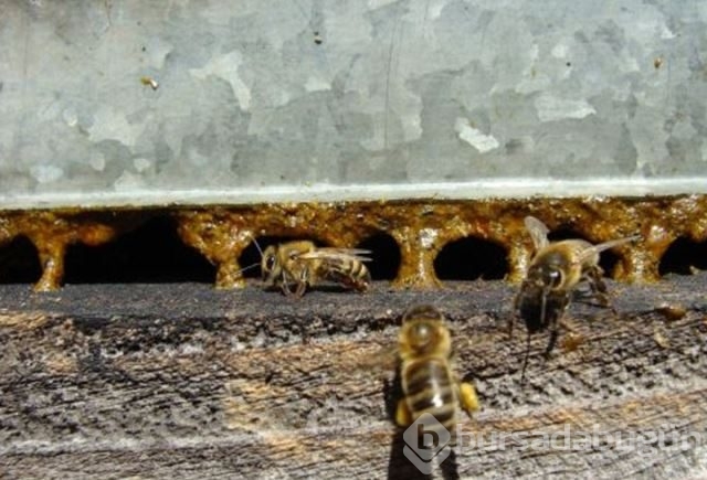 Dünyanın en güçlü antioksidan kaynağı: Propolis