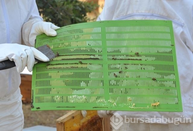 Dünyanın en güçlü antioksidan kaynağı: Propolis