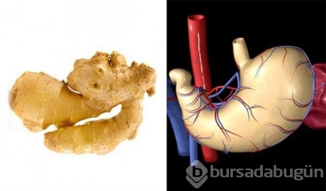 Faydalı besinler ve organlarımıza benzerlikleri