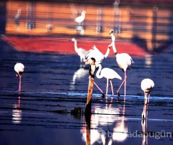 Flamingolardan tablo gibi manzara