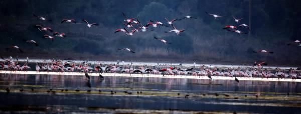 Flamingolardan tablo gibi manzara