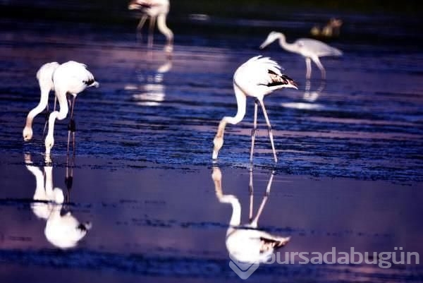 Flamingolardan tablo gibi manzara