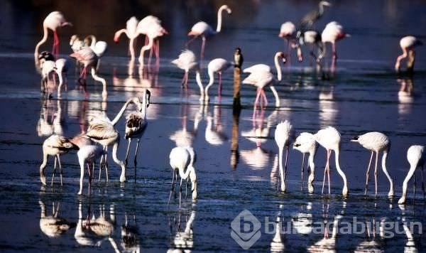 Flamingolardan tablo gibi manzara