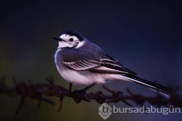 Flamingolardan tablo gibi manzara