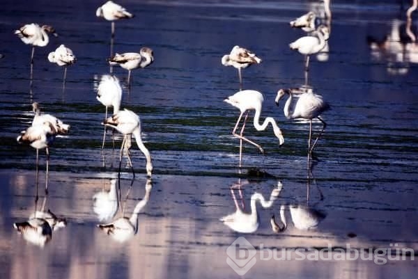 Flamingolardan tablo gibi manzara
