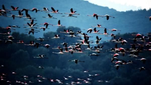 Flamingolardan tablo gibi manzara
