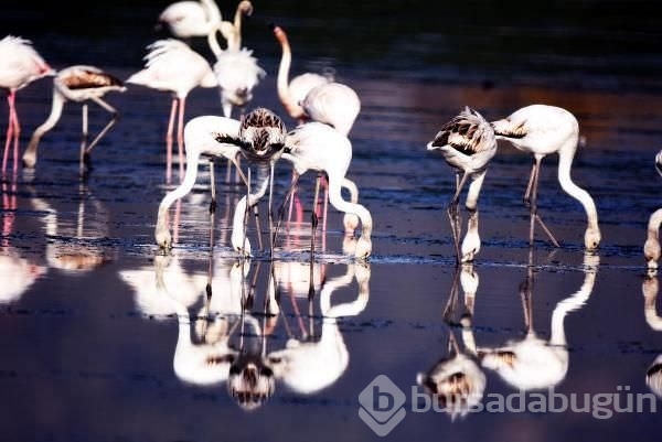 Flamingolardan tablo gibi manzara