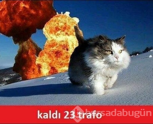 En komik kedi capsleri