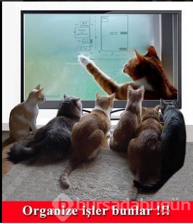 En komik kedi capsleri