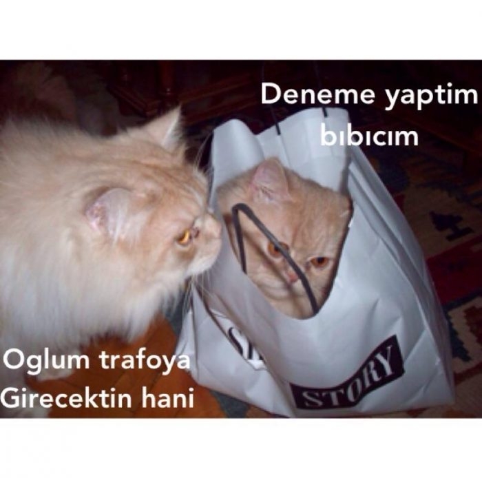 En komik kedi capsleri