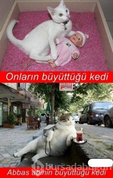 En komik kedi capsleri