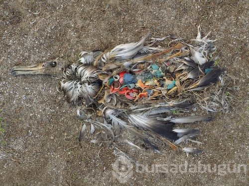 Fotoğraflarla insanların Dünya'ya verdiği zarar