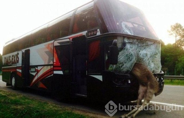 En ilginç trafik kazaları