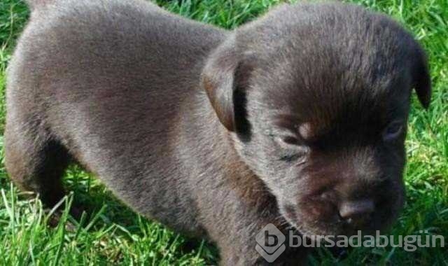 İki yıl köpek sanıp besledi...