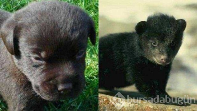 İki yıl köpek sanıp besledi...