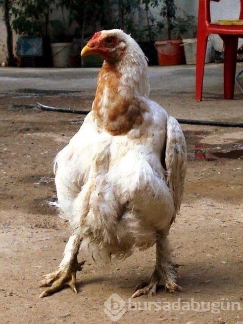 İşte görüntülenen yaban kedisi!