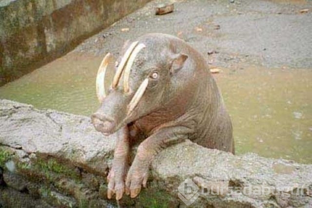 İşte görüntülenen yaban kedisi!