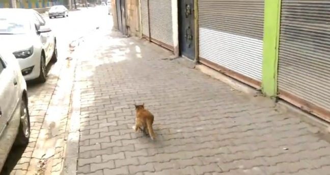 Diyarbakır'da işçiler kepenk kapatma mağduru