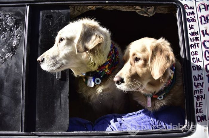 Eve dönüştürdüğü minibüste köpekleriyle yaşıyor	