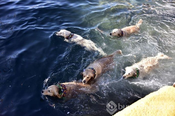 Eve dönüştürdüğü minibüste köpekleriyle yaşıyor	