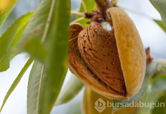 Ağız kokusu ile mücadele eden 9 karışım!