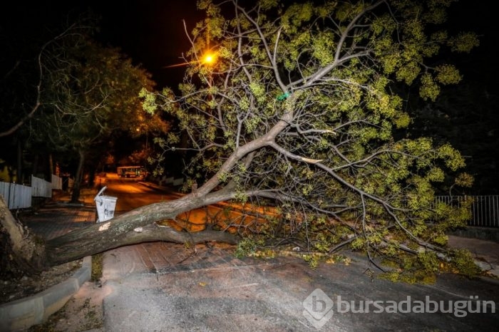 Bursa'da lodos hayatı olumsuz etkiledi